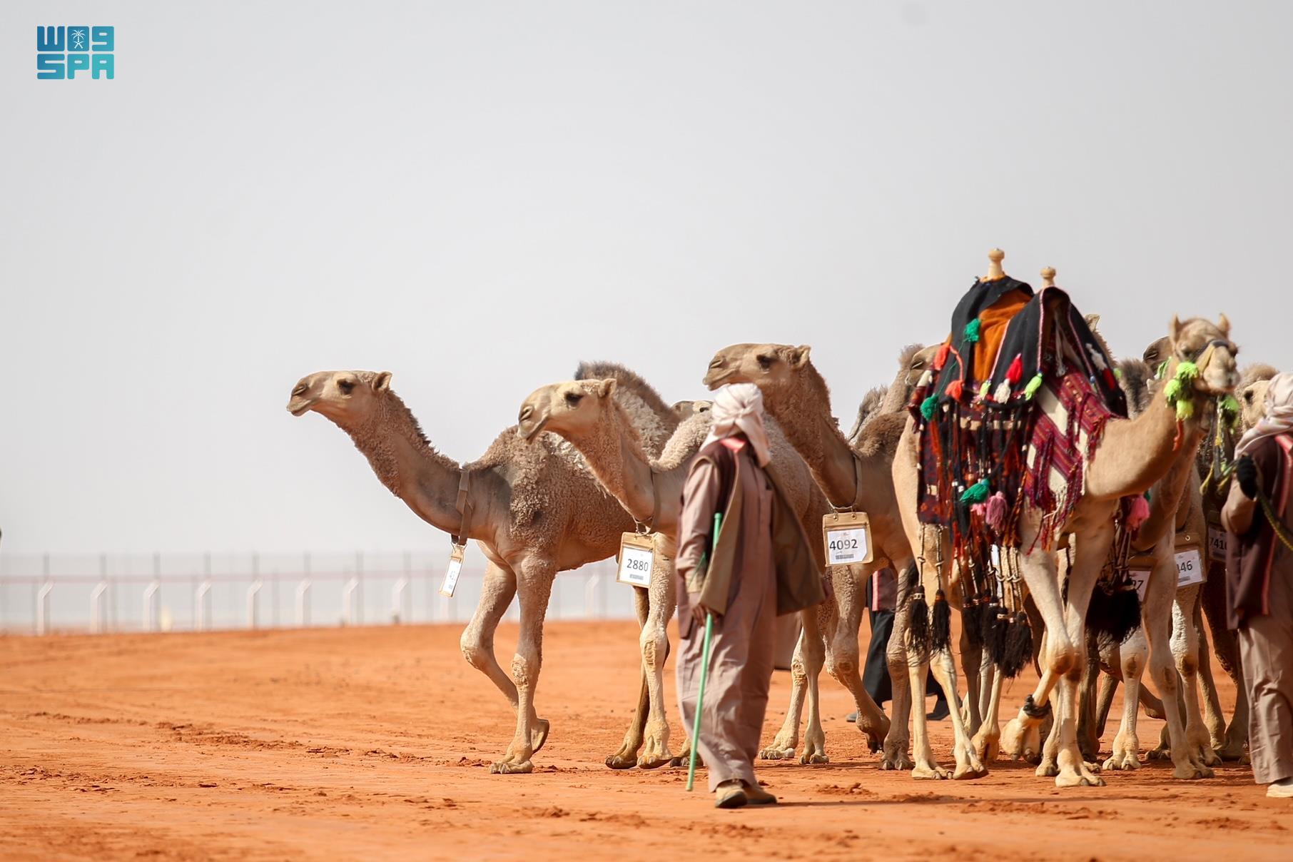 مهرجان الملك عبدالعزيز للإبل 1443